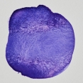 溫莎牛頓水彩沉澱輔助劑75毫升WINSOR & NEWTON Granulation Medium 75ml